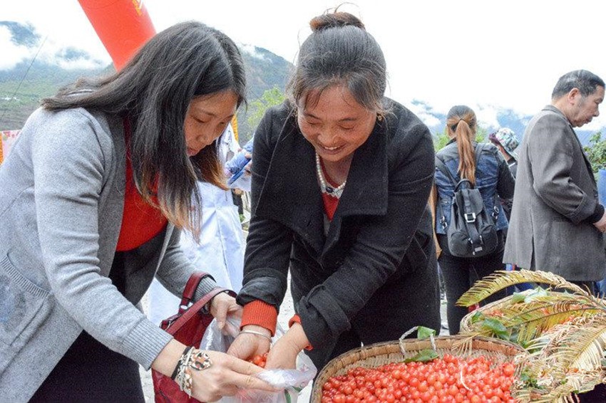 櫻桃紅了，老百姓笑了