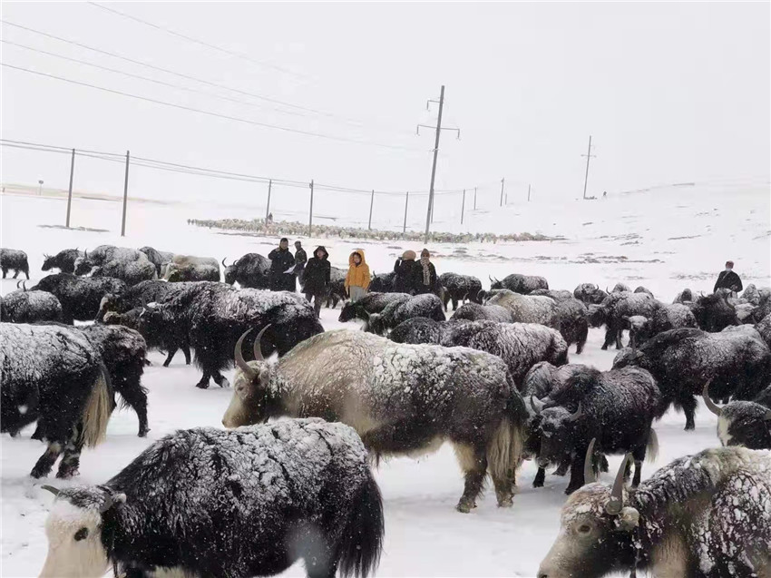 地處“云端之上”生命禁區(qū)“的農(nóng)行石渠支行80后青年益西多吉說”今年疫情流行，大伙冒雪下鄉(xiāng)送金融服務(wù)，新年首日就為農(nóng)戶發(fā)放了3000多萬元，點(diǎn)亮百姓牦牛致富夢，疫情終將過去，筑夢春天，我們協(xié)力點(diǎn)燃牧民發(fā)展信心“.jpg