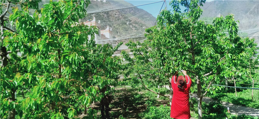 茶農(nóng)采茶.jpg 茶農(nóng)采茶.jpg