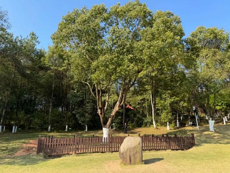 習(xí)近平同志為福建省長(zhǎng)汀縣水土保持科教園捐種的香樟樹(shù)。圖源：學(xué)習(xí)時(shí)報(bào)